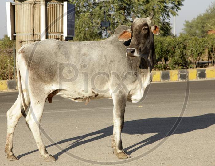 An Ox walking on the Road