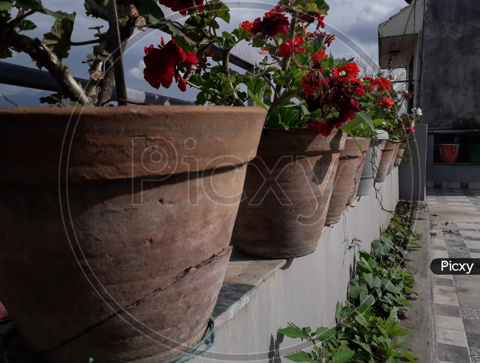 plant pot aligned in terrace garden