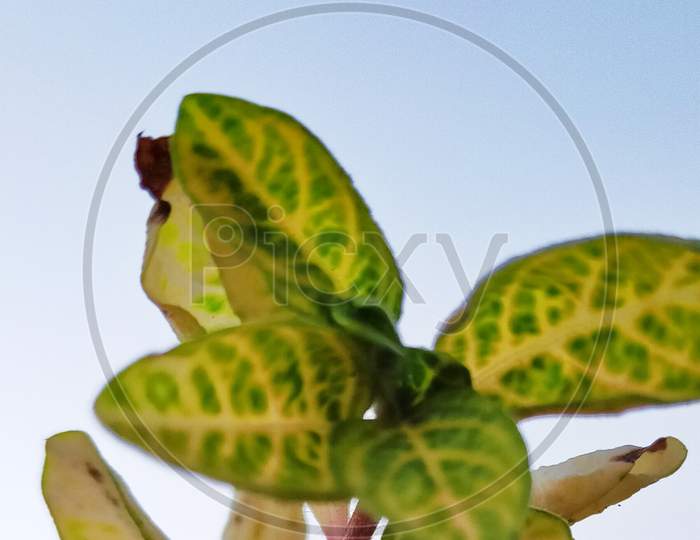 Yellow green leaf photography