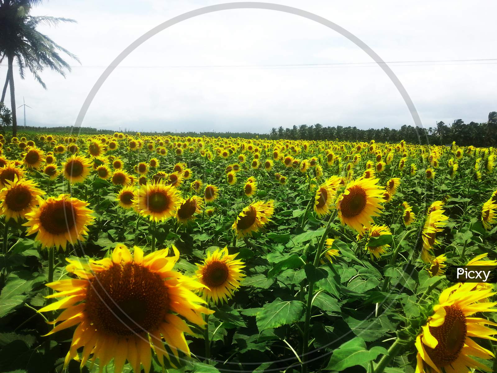 Sunflower Field In A Village