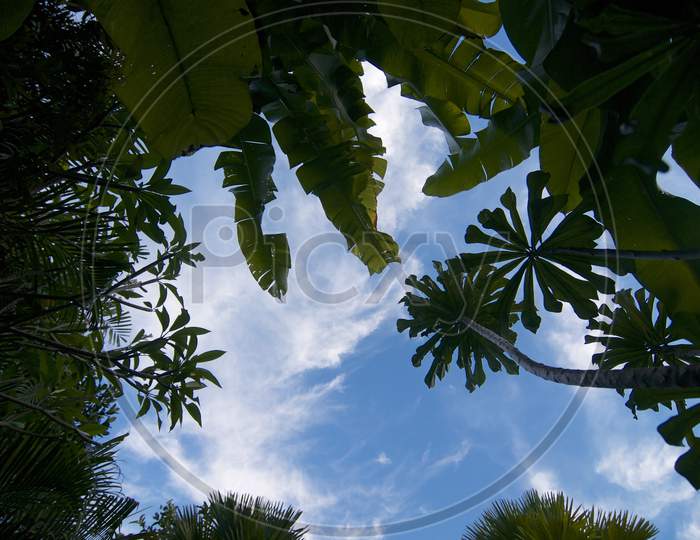 Low Angle View On Tropical Plants