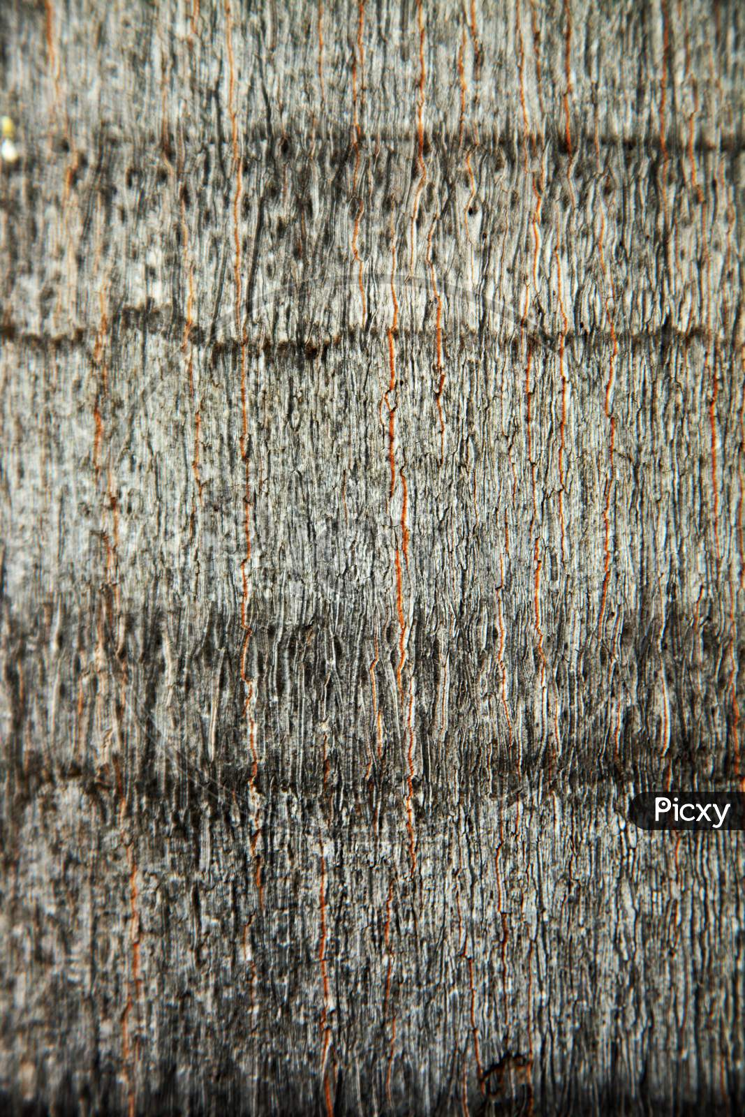 Close up shot of texture on the Tree