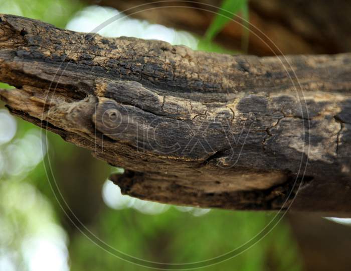 Close up shot of a Tree Branch