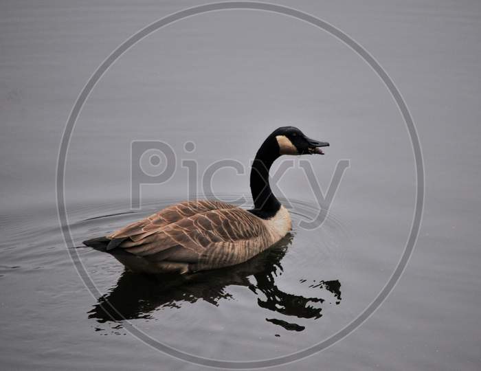 Canadian Goose Swimming Alone