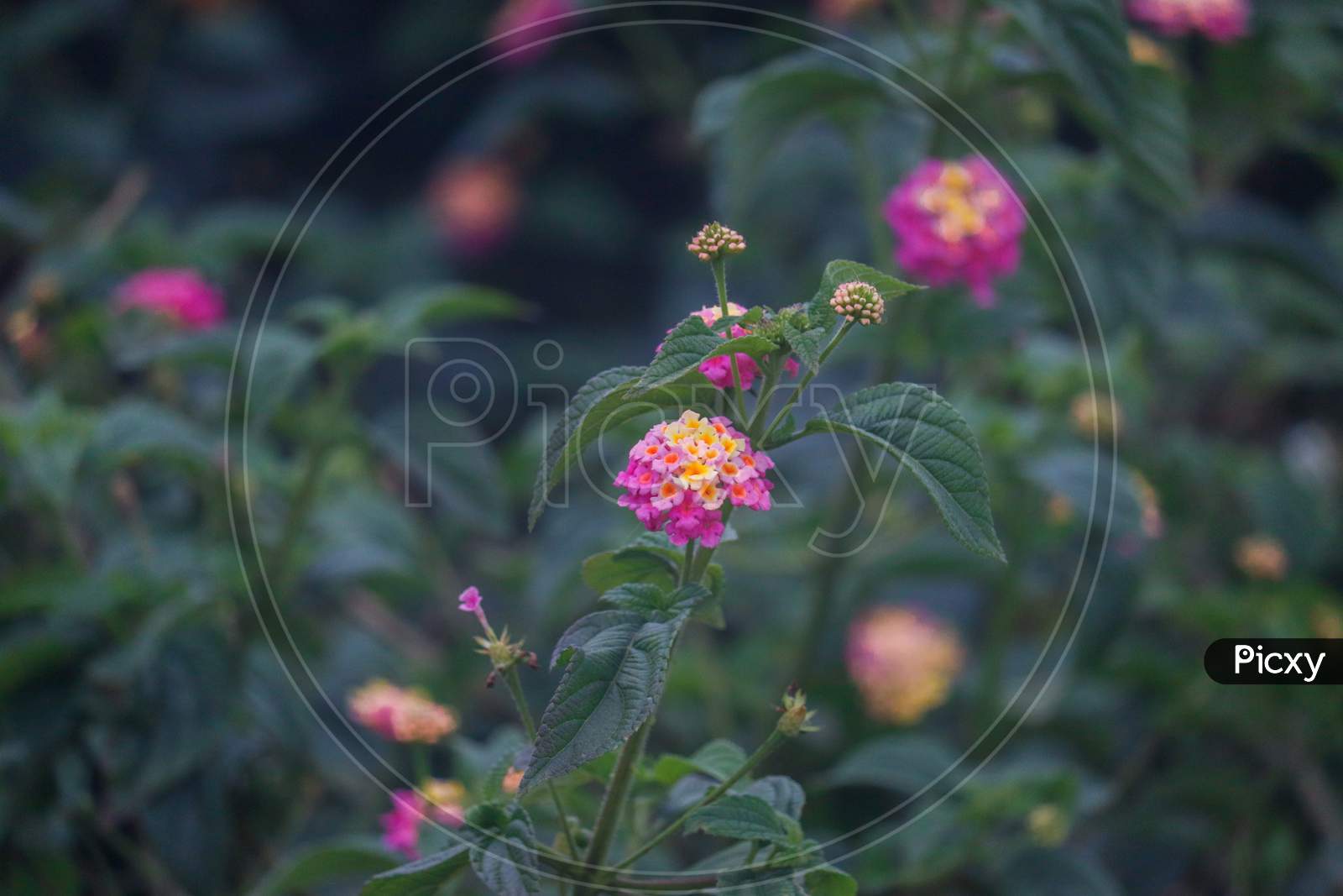 Pink plant in the garden. Background blur