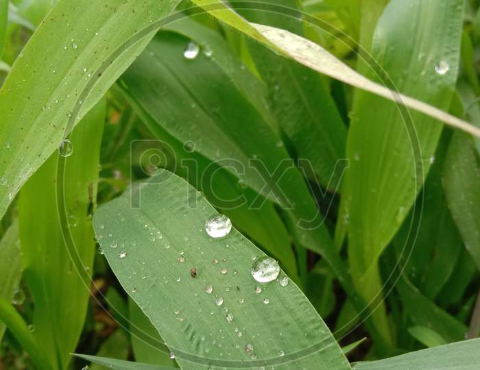 an awesome view of water dropleta on fresh grass.
