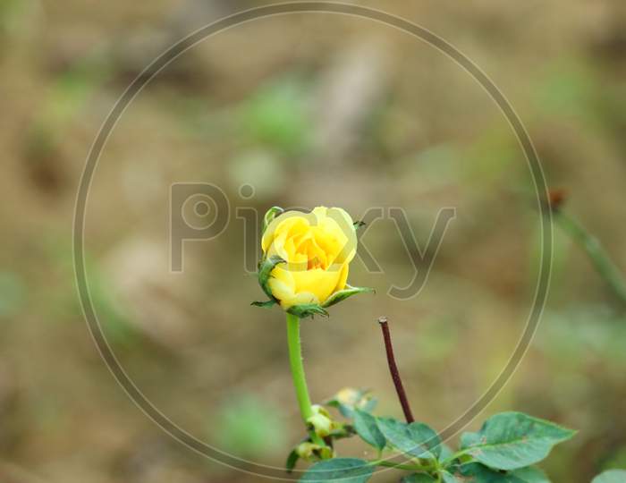 Bright Dark Yellow Flower With Orange Petals Rose And Green Leaf On The Plant