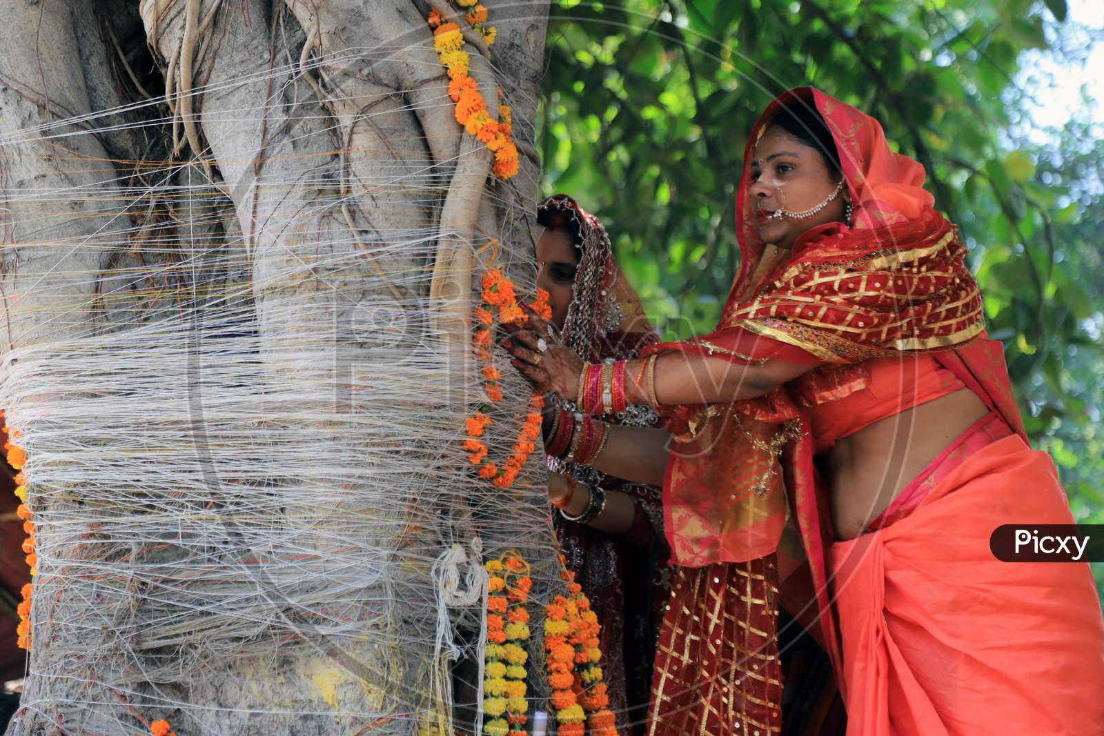 Married Hindu Women Pray After Tying Cotton Threads Around A Banyan Tree On The Occasion Of "Vat Savitri Festival", For Their Husbands' Health And Longevity, In Prayagraj, May 22, 2020.