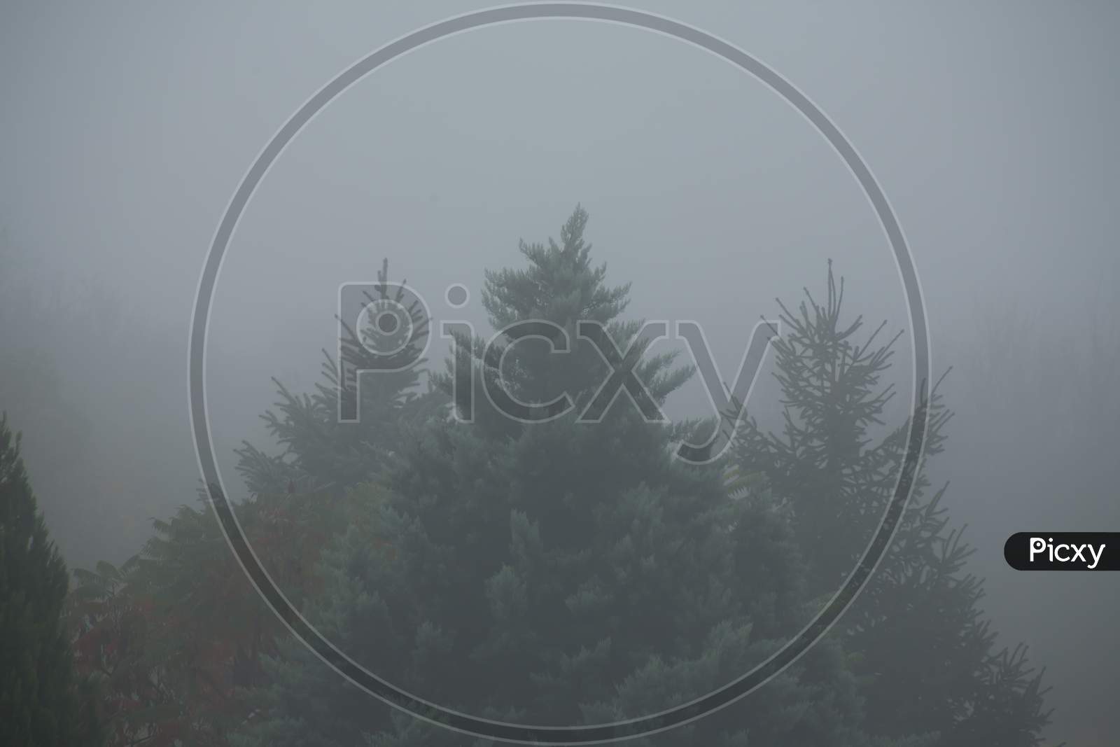 Tree Tops For A Dark Foggy Morning