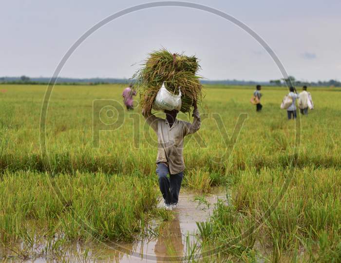 Farmer Carrying Bunches Of Paddy Over Head As Cyclone Amphan Hit Magurmari Near Kampur in Nagaon, Assam,India May 22,2020