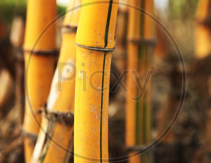 Close up shot of a bamboo tree