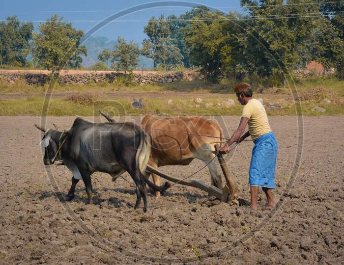 TIKAMGARH, MADHYA PRADESH, INDIA - NOVEMBER 18, 2019: Unidentified Indian farmer working with oxen at his farm.