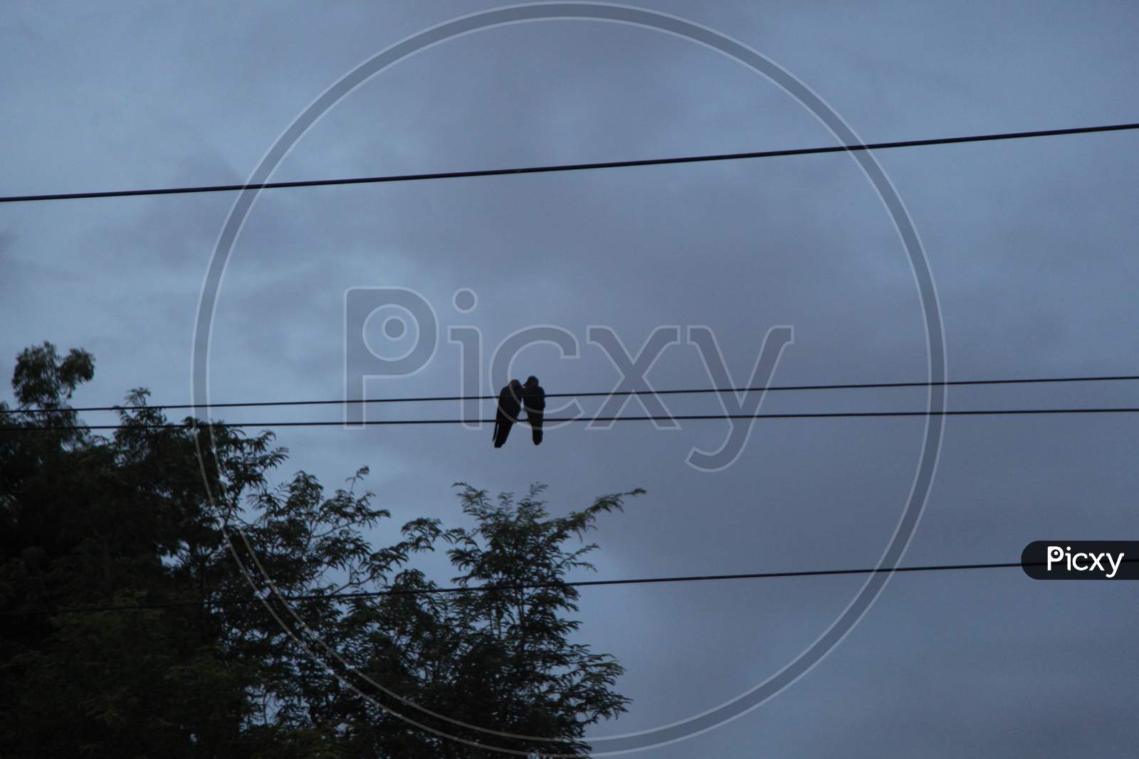 Crows on an Electric Wire