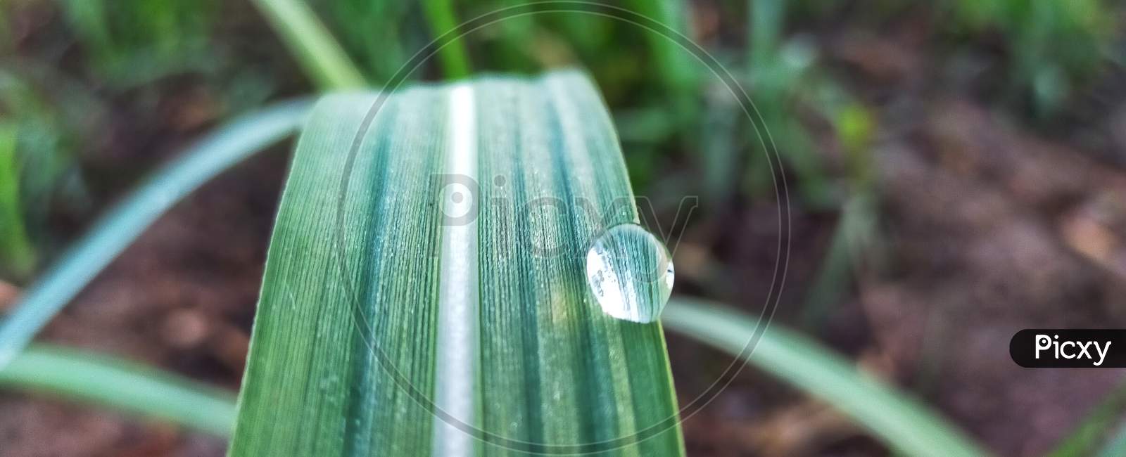 Dew drops on green leaf