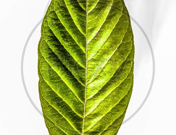 Green guava leaf.