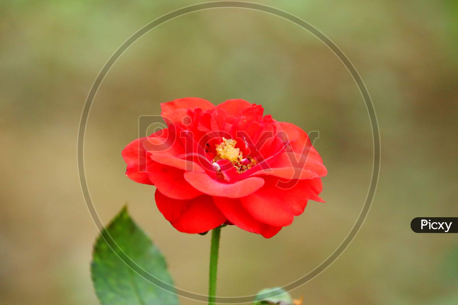 Bright Red Rose Head With Orange Nectar And Dark Red Petals Flower