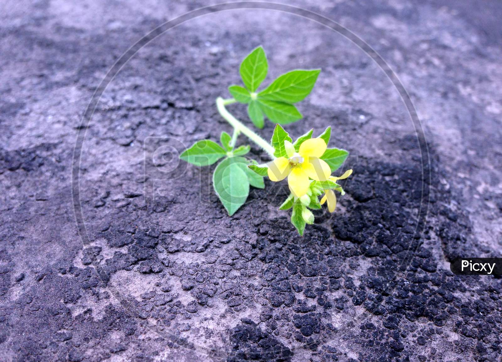 a little plant is growing on stone