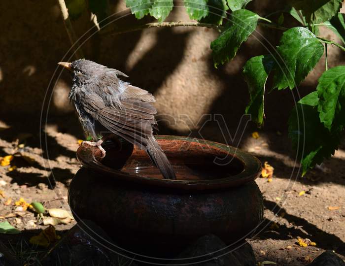 Jungle Babbler Bird (Turdoides Striata) Enjoying Bathing In Clay Pot, Drenched In Water On A Sunny Day Amid Shaded Backyard Garden In Indian House. Babblers Found In South Asia Indian Subcontinenet And Pakistan