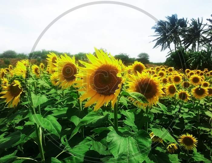 Sunflower Field In A Village