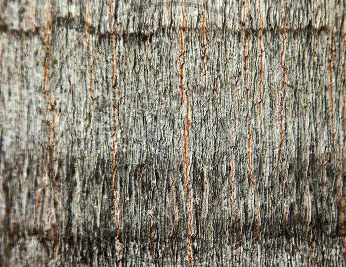 Close up shot of texture on the Tree