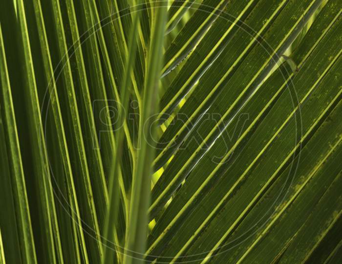 Repetitive Patterns Of A Palm Leaf. Lines Made By Nature.