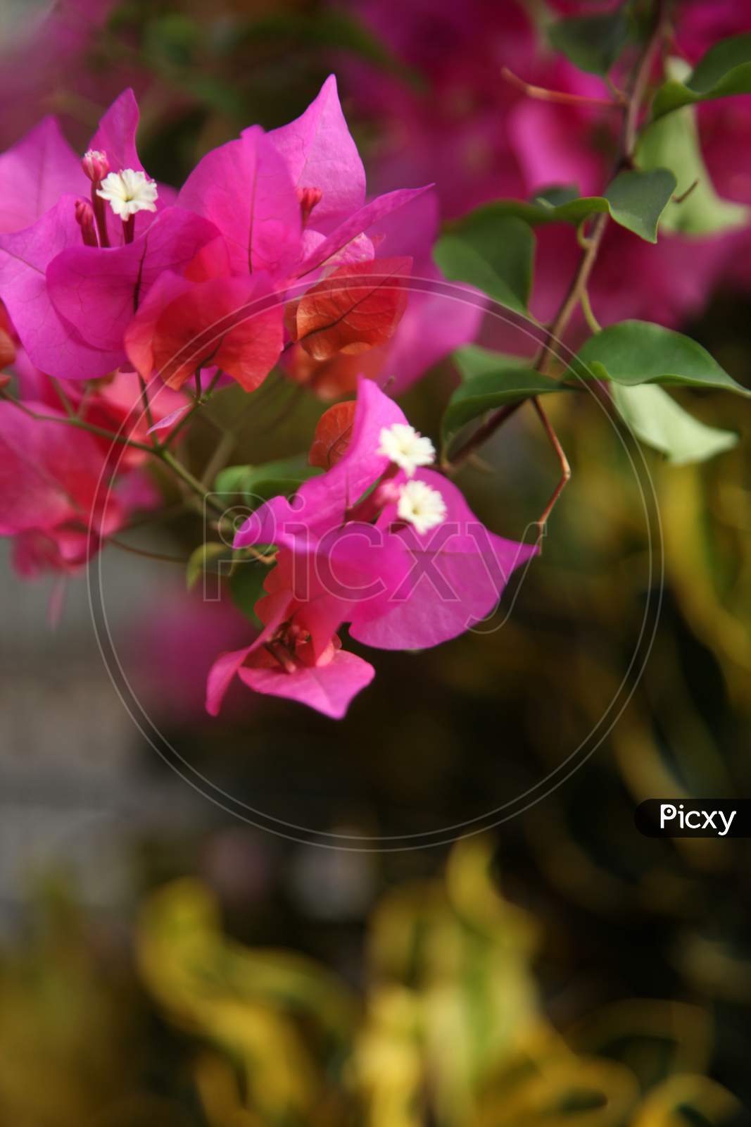 Selective Focus on bougainvillea flowers