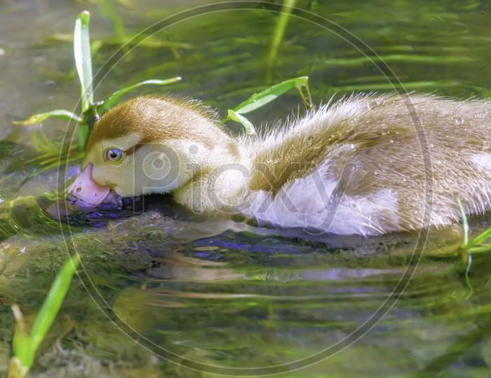 Juvenile Muscovy Duck Drinking Water In Fresh Water Pond