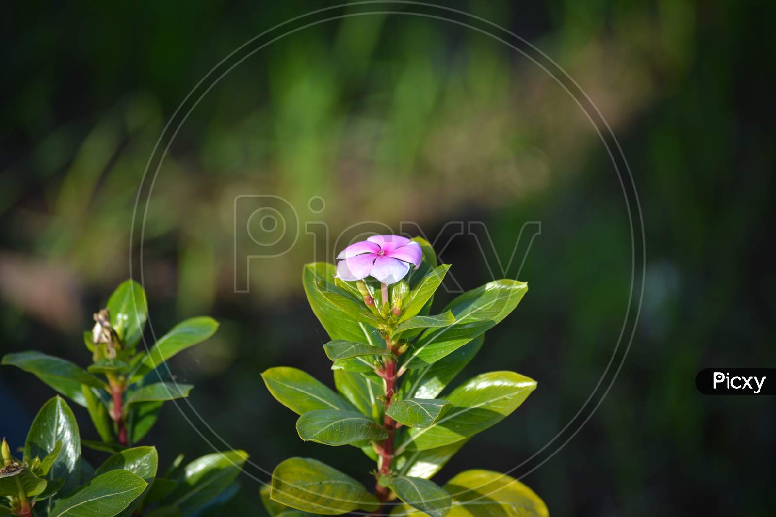 Pink periwinkle flower in garden