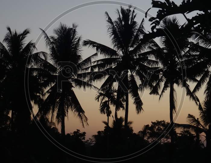 Palm Trees Silhouette During Sunset