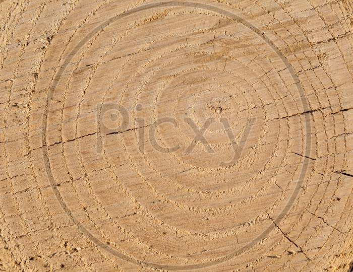 The Cross Section Of The Tree Years And Rings