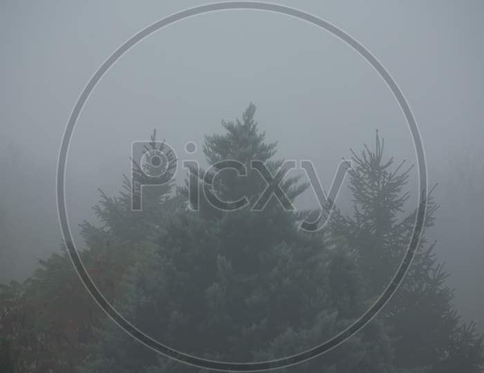 Tree Tops For A Dark Foggy Morning