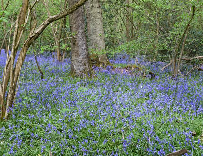 Bluebells in the Woodland