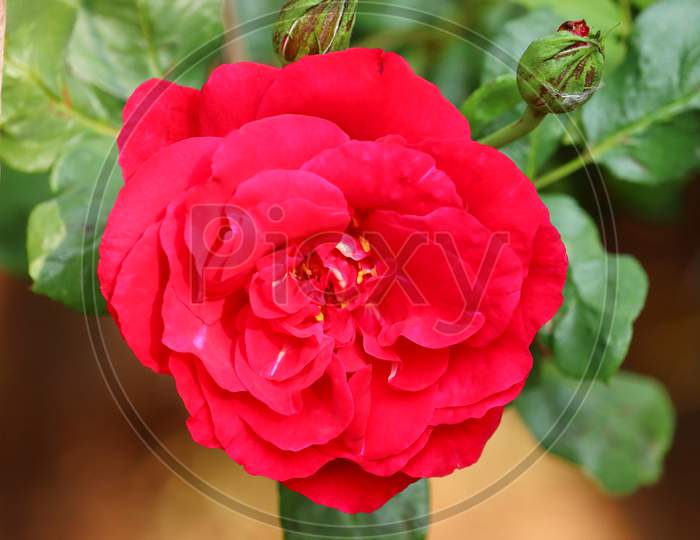 Bright Macro Image Of Young Dark Red Rose Flower Blooming On Plant