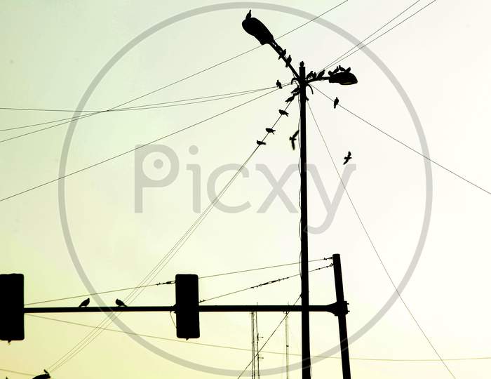 Birds on an electric wires