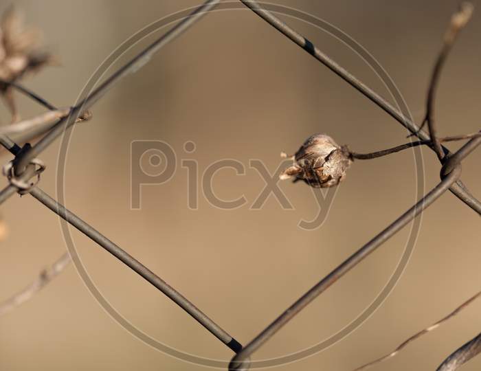 Dried Flower On A Wire Fence