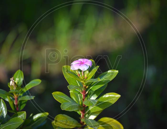 Pink periwinkle flower in garden