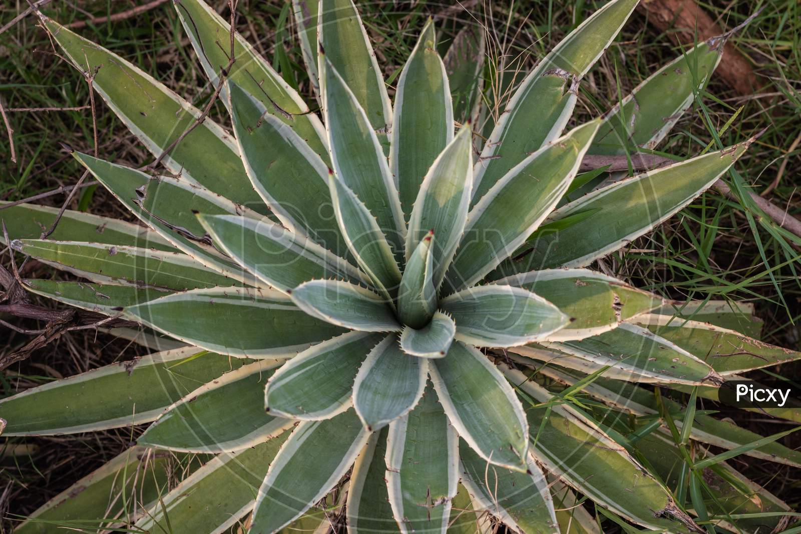 Agave Tequilana Commonly Called Blue Agave Or Tequila Agave Plant