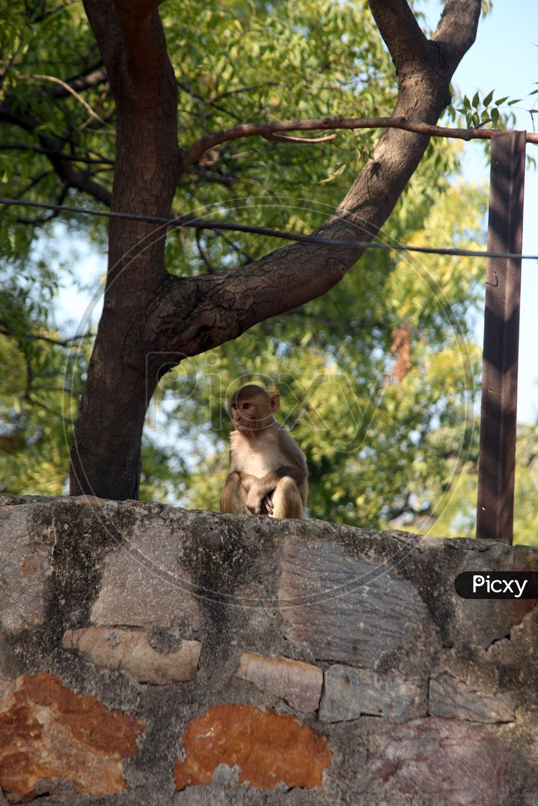 A Monkey on a Wall