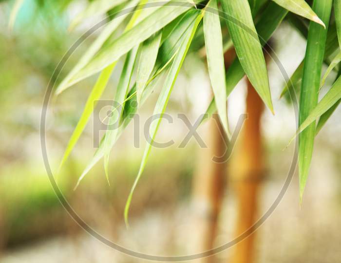 Close up shot of bamboo tree leaves