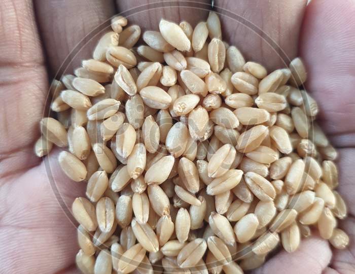 These are wheat grain