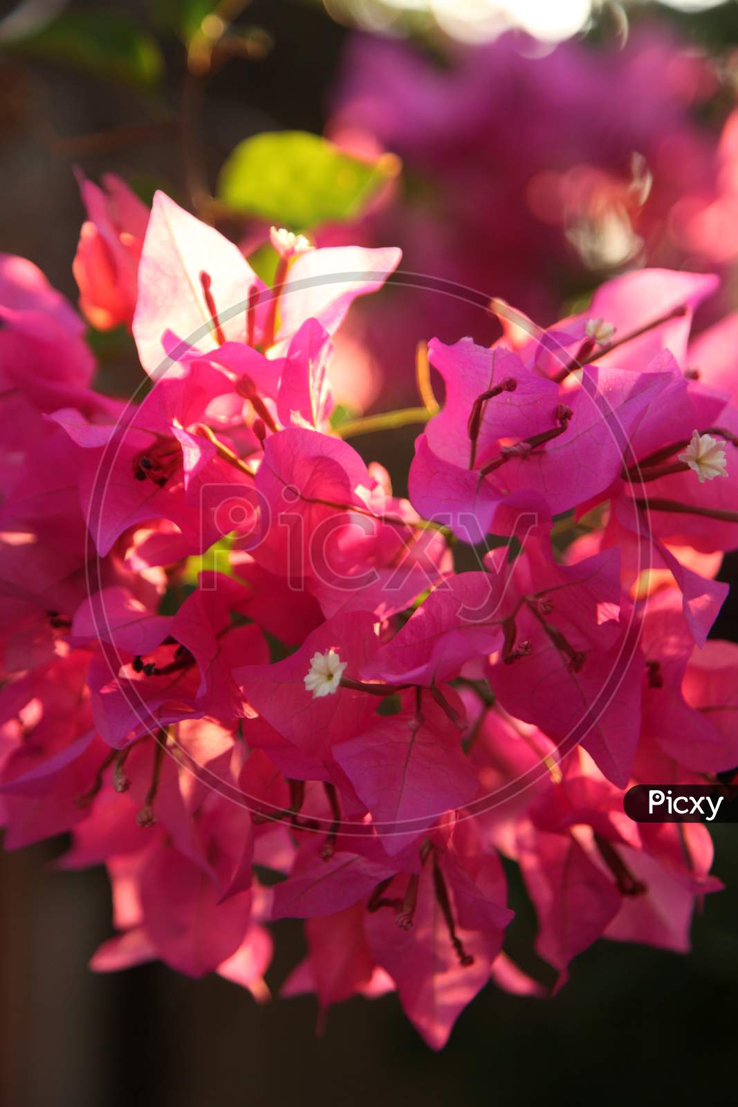 Selective Focus on bougainvillea flowers