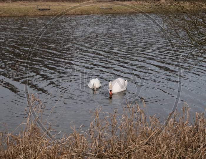 Two Swans Swimming In The Lake