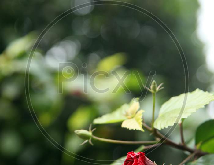 Selective Focus on a Flower with Blur Background
