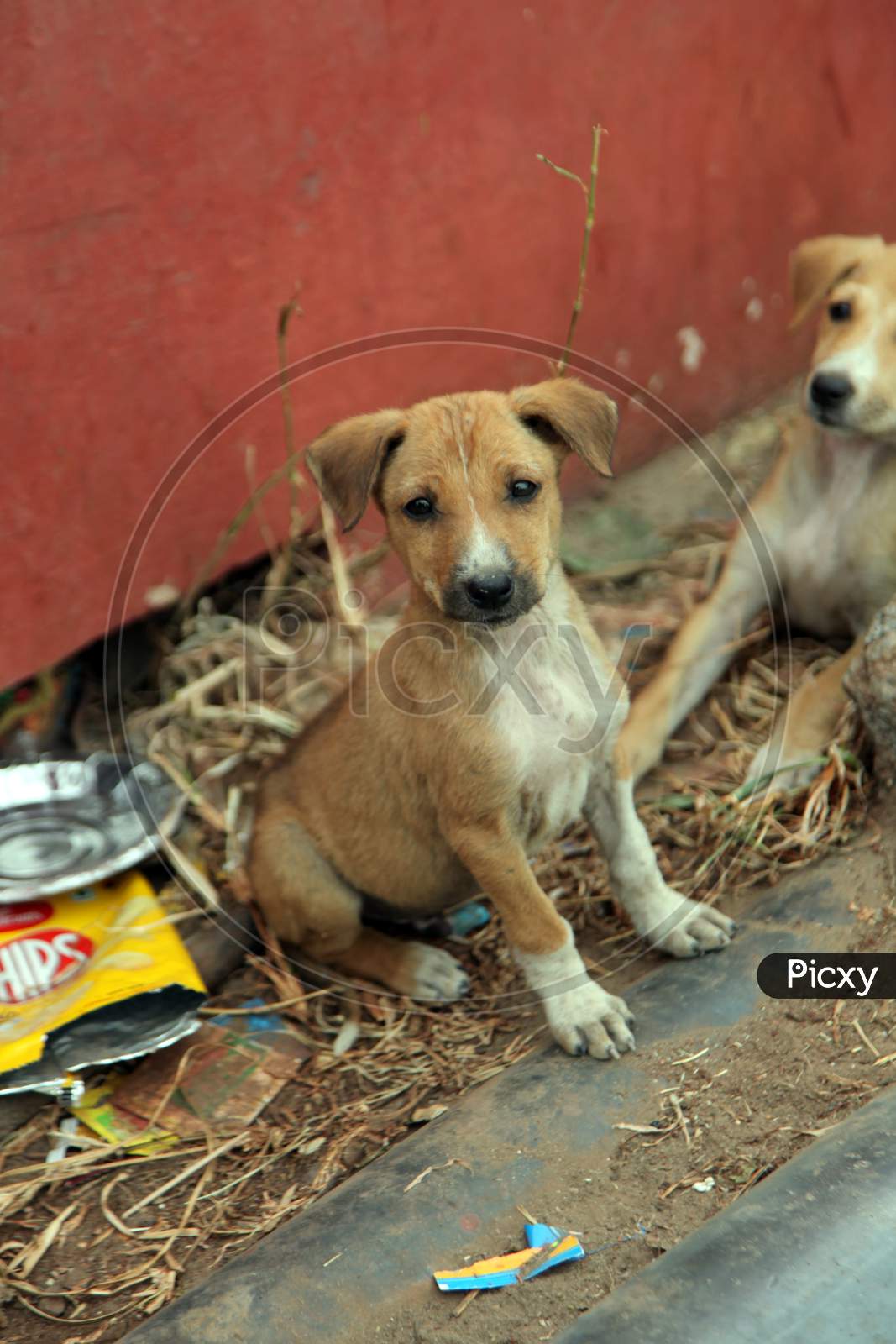 Parle g biscuit outlet for dogs