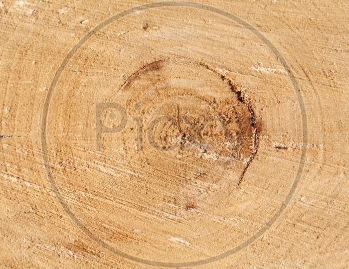 The Cross Section Of The Tree Years And Rings