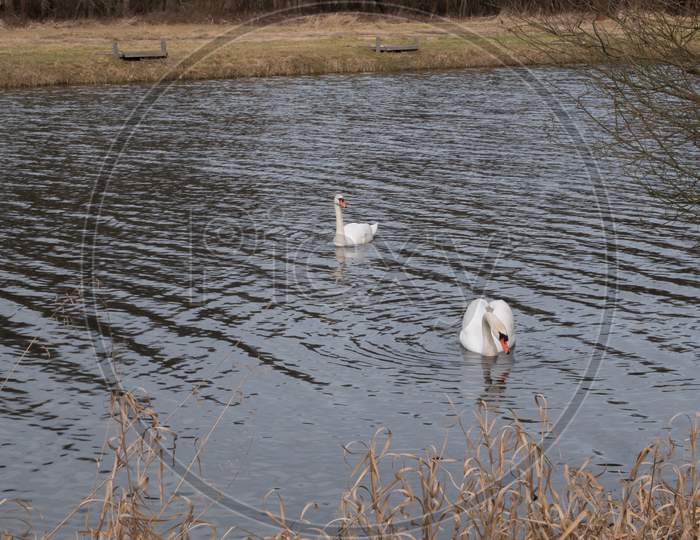 Two Swans Swimming In The Lake