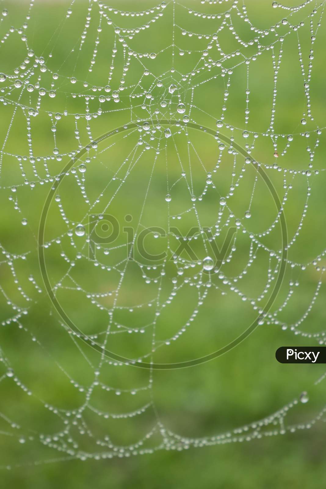 Rain Drops On The Spider Web