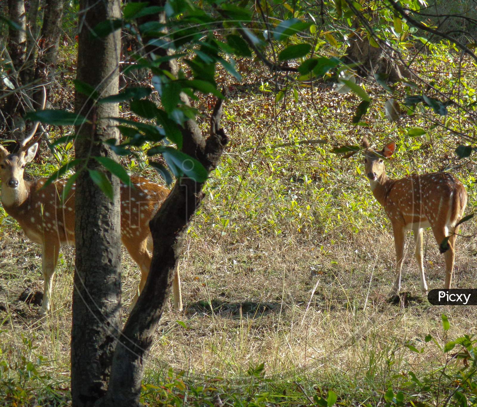 Chital Or Cheetal, Also Known As Spotted Deer At Bandhavgarh National Park, India