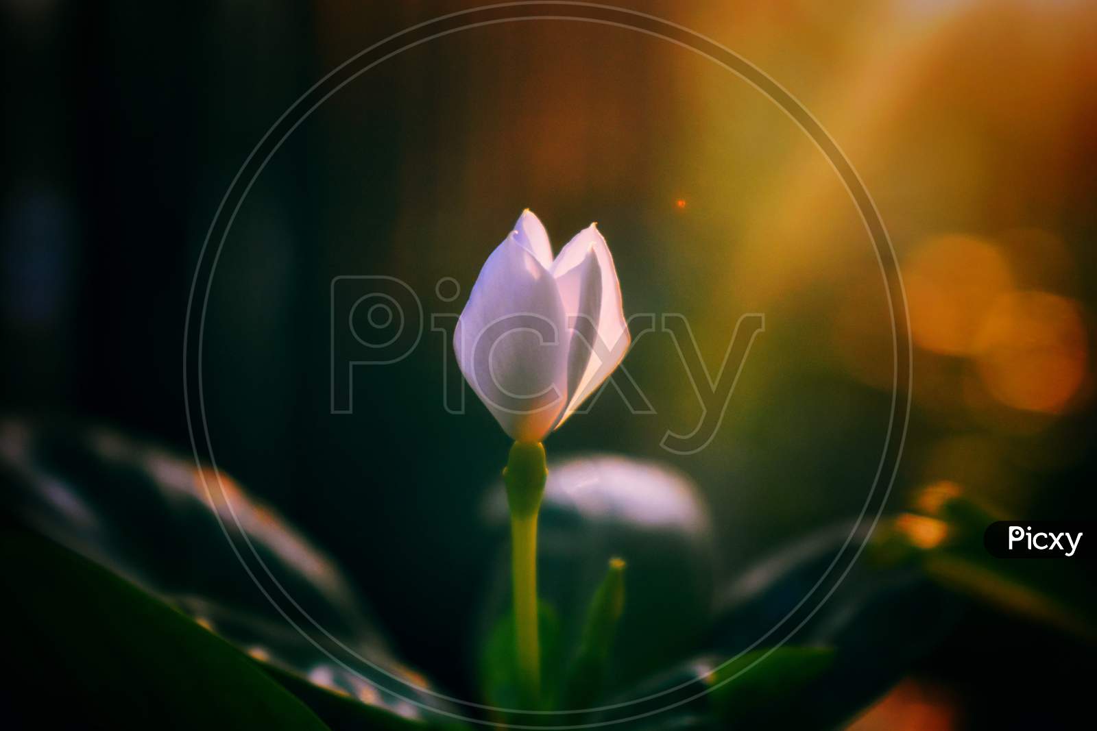 Image of A White Tulip Flower In Its Young Age Being Exposed To ...