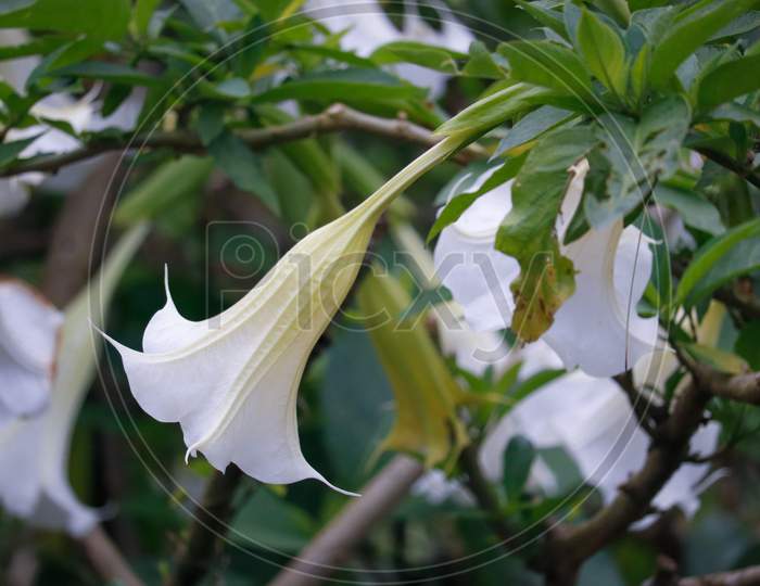 Angel flower on the branch, Nightshade family